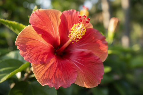 Hibiscus Flower Tea
